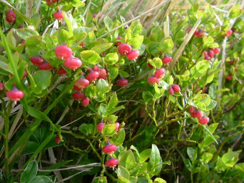 Vaccinium myrtillus / Mirtillo nero